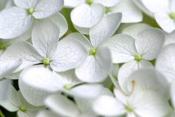 white flower macro