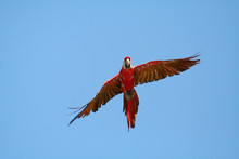 Scarlet Macaw Closing