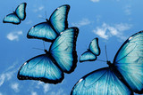 ciel et papillon