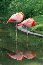 Sleeping Flamingoes