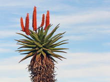 Aloe Red Flowers Blue Sky
