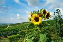 Summer Landscape With Sunflower