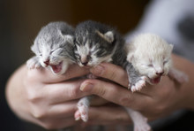 One-week Old Kittens