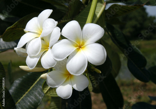 Naklejka - mata magnetyczna na lodówkę blooming plumerias