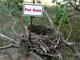 bird nest - real estate 2