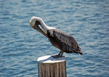 Pelican Resting