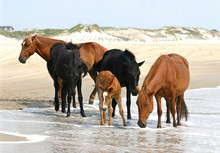 Wild Horses On Beach