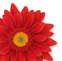 gerbera close-up