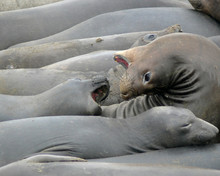 Elephant Seals 2