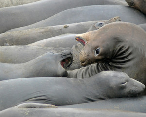 elephant seals 2