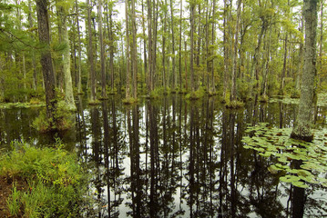  blackwater swamp cypress trees reflected