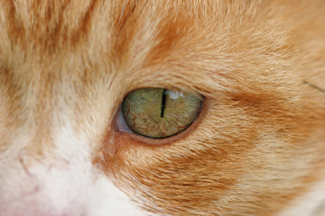 img_0964cats eye