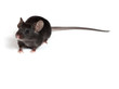 canvas print picture - little mouse
