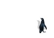 pinguin freigestellt