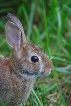 Portrait Of A Cottontail Rabbit Outside On A Grassy Field