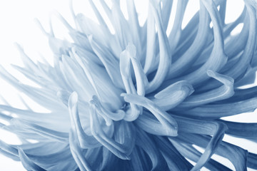 Wall Mural - blue dahlia