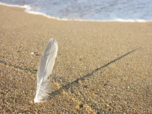 White Feather In The Sand