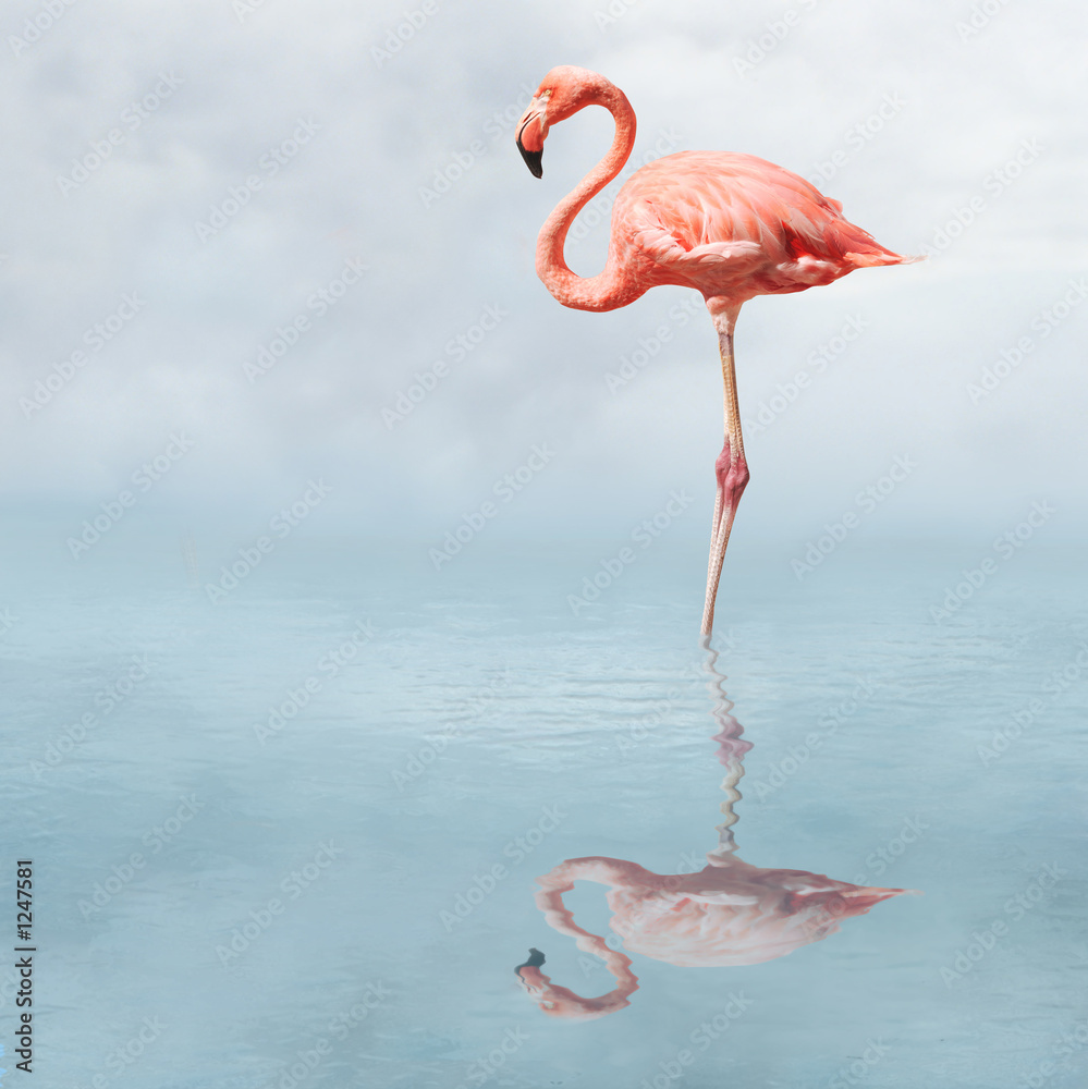 flamingo in pond - obrazy, fototapety, plakaty 