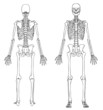 human skeleton front and back