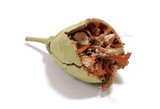 broken baobab seed