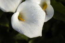 Cala Lilly Dewdrops
