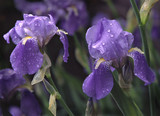 purple irises