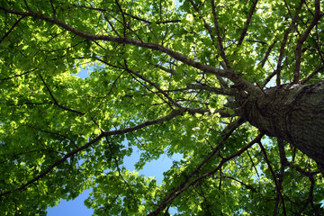 tree foliage