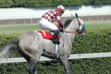 jockey in purple 2