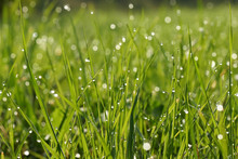 Detail Of The Grass And Drops Of The Condensation