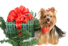 Christmas Yorkshire Terrier