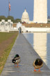 ducks on us capitol background