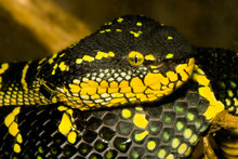 Closeup Of A Snake