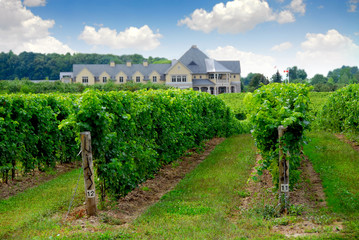 Wall Mural - vineyard