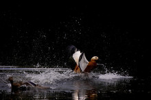 White Water Splashes On Black, Duck