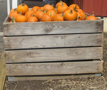 Crate Of Pumpkins
