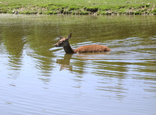 Deer Calf Crossing Lake