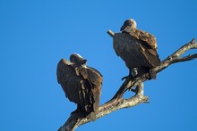 Vulture Pair