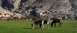 arabic donkeys in ormuz