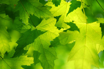 Canvas Print - green maple leaves