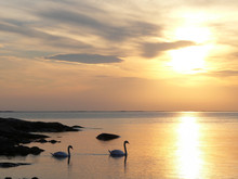 Swans In Sunset
