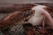 Snake Eats Mouse 2