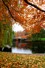 Wall Mural - boston public garden