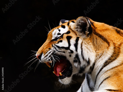 Foto-Lamellenvorhang - tiger (von ANP)