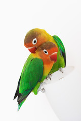 Wall Mural - pair of lovebirds