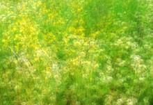Impressionist Field With Wildflowers