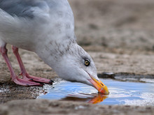 Gull Drinking Rainwater