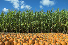 Corn And Pumpkin Field