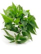 nettle herb