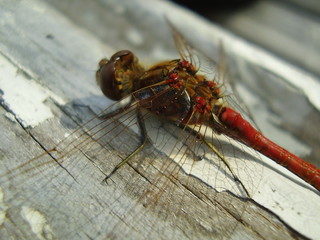 red dragonfly 2