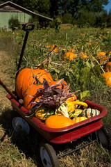 pampkin patch